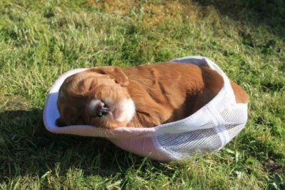 Dog Cute Puppy in hat.jpg