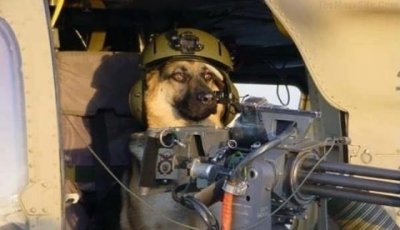 Dog Machine gun dog (1).jpg