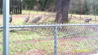 Sonora Turkeys #4.JPG