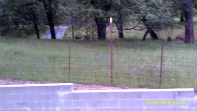 Deer Sonora #1.JPG