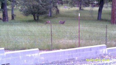 Deer Sonora #2.JPG