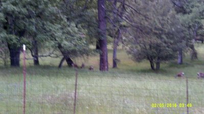 Deer Sonora #3.JPG