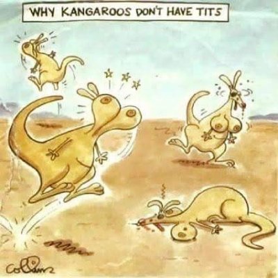 Kangaroos.jpg
