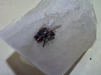 Cubed Fly~2.jpg