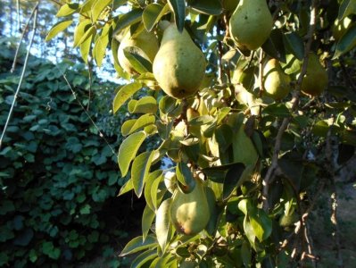 Pears.jpg