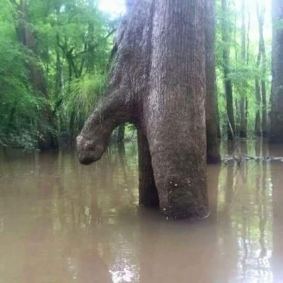 woody.jpg
