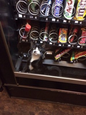 b kitten.jpg