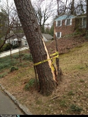 b tree fall.jpg