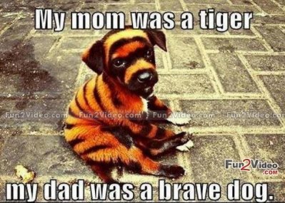 image.jpeg