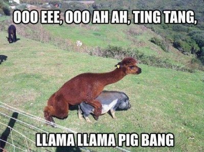 LLama.jpg