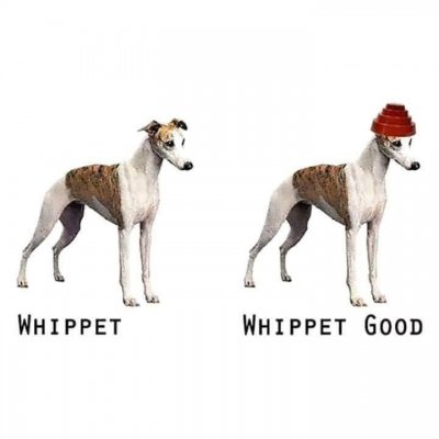 Whippet good.jpg