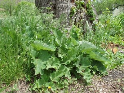 Cardoon 01.JPG