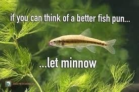 minnow.jpg