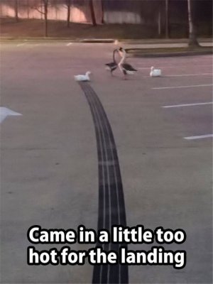 14713700_1839664419597074_5357027923414575010_n.jpg