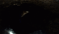 200w.gif