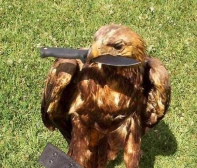 badass-animal-picture.jpg