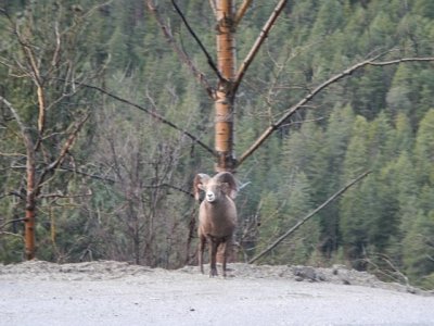 horns.jpg