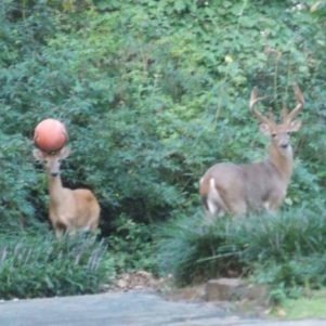deer-playing-basketball-301x301.jpg