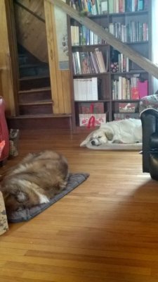 WP_20161207_13_25_47_Pro.jpg