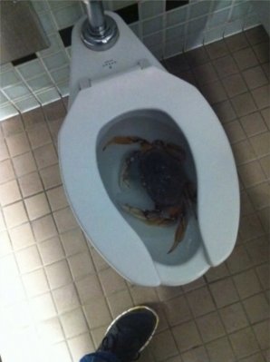 crab.jpg