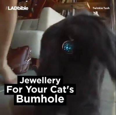 cat.jpg