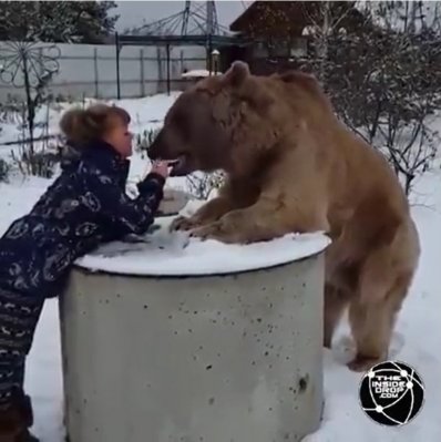 bear.jpg