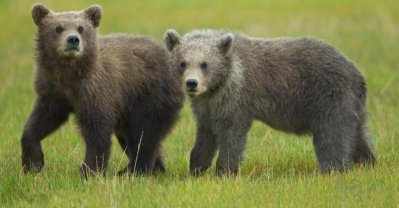 US-National-Parks-Glacier-11-bear-cubs.jpg