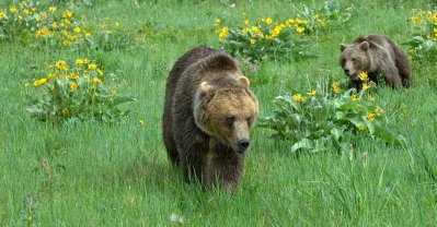 US-National-Parks-Glacier-10-grizzly-bears.jpg