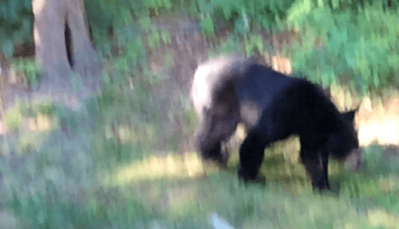 bear.PNG