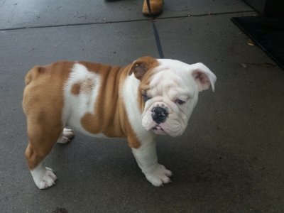 sm_boxer10weeks01.jpg