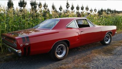 Bee 13.jpg Bee 13.jpg