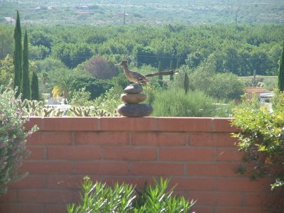 Roadrunner on the rocks.jpg