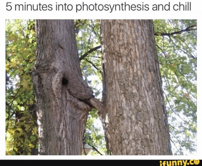 tree.png