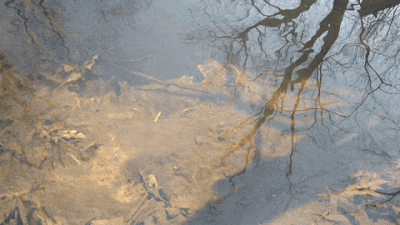 tmp_24558-giphy(2)1006017876.gif