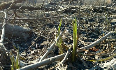 tmp_24558-IMG_20170205_141150456629999.jpg