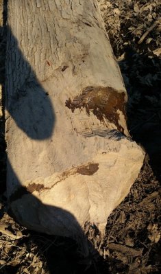 tmp_10222-IMG_20170205_170625-883059850.jpg