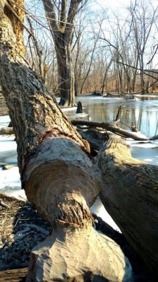 IMG_20170206_110553.jpg