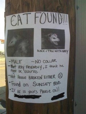catfound.jpg
