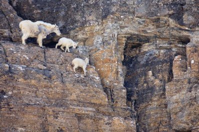 Mountain goats, Glacier National Park.jpg