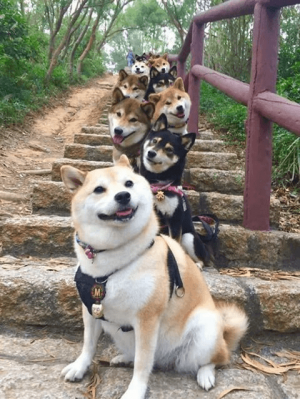 16683964_1294383740615337_1389873468949057869_n.png