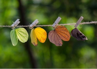 Four seasons leaves..jpg