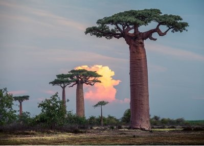 Baobab trees in Madagascar.jpg