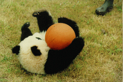panda_baby.gif