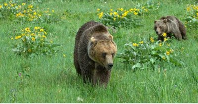 US-National-Parks-Glacier-10-grizzly-bears.jpg