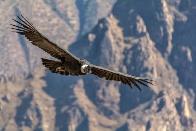 Andean condor.jpg