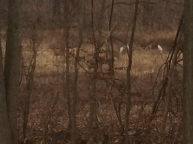 deer1.jpg