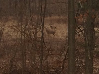 deer2.jpg