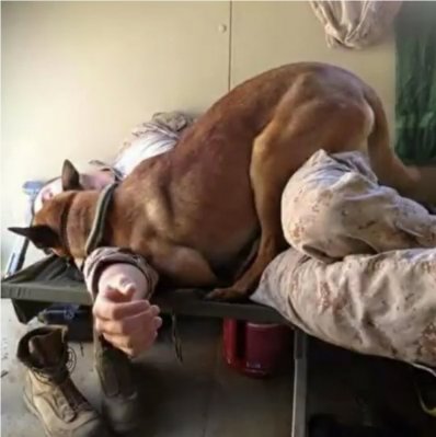 dog1.jpg