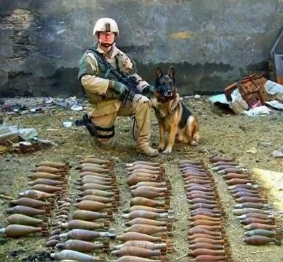 dog2.jpg