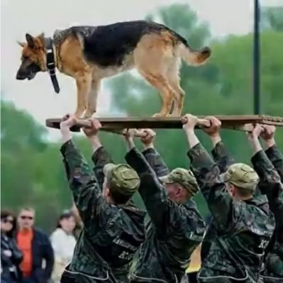 dog3.jpg